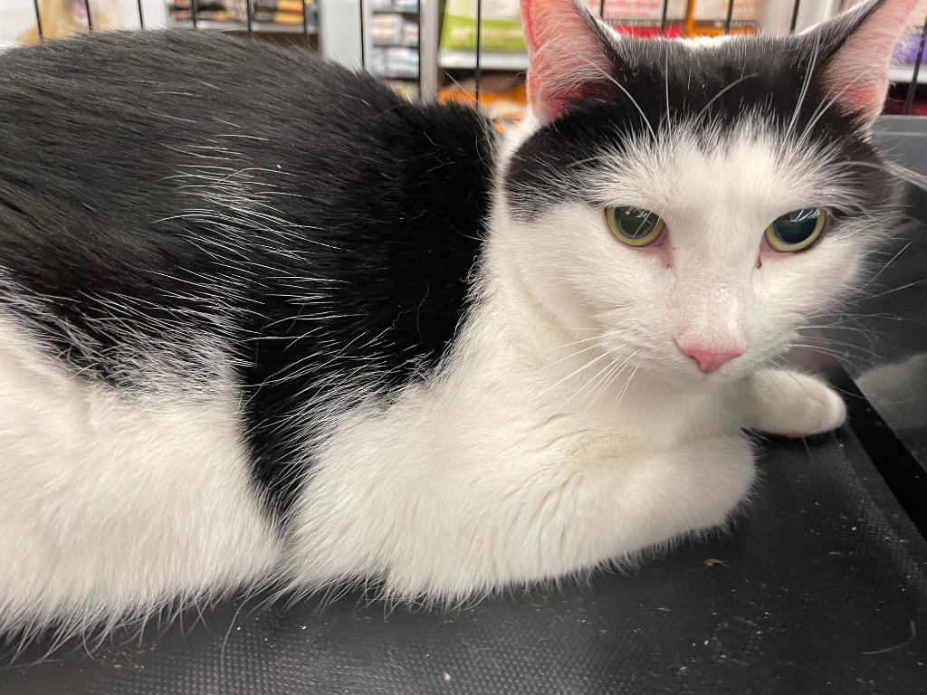 Tucker, Adoptable, Adult Male Domestic Short Hair.