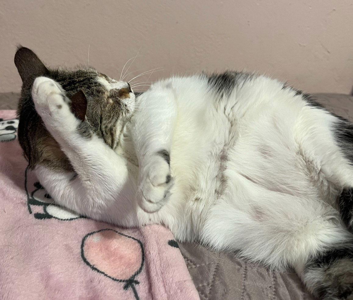 Dolly, Adoptable, Young Female Domestic Short Hair.