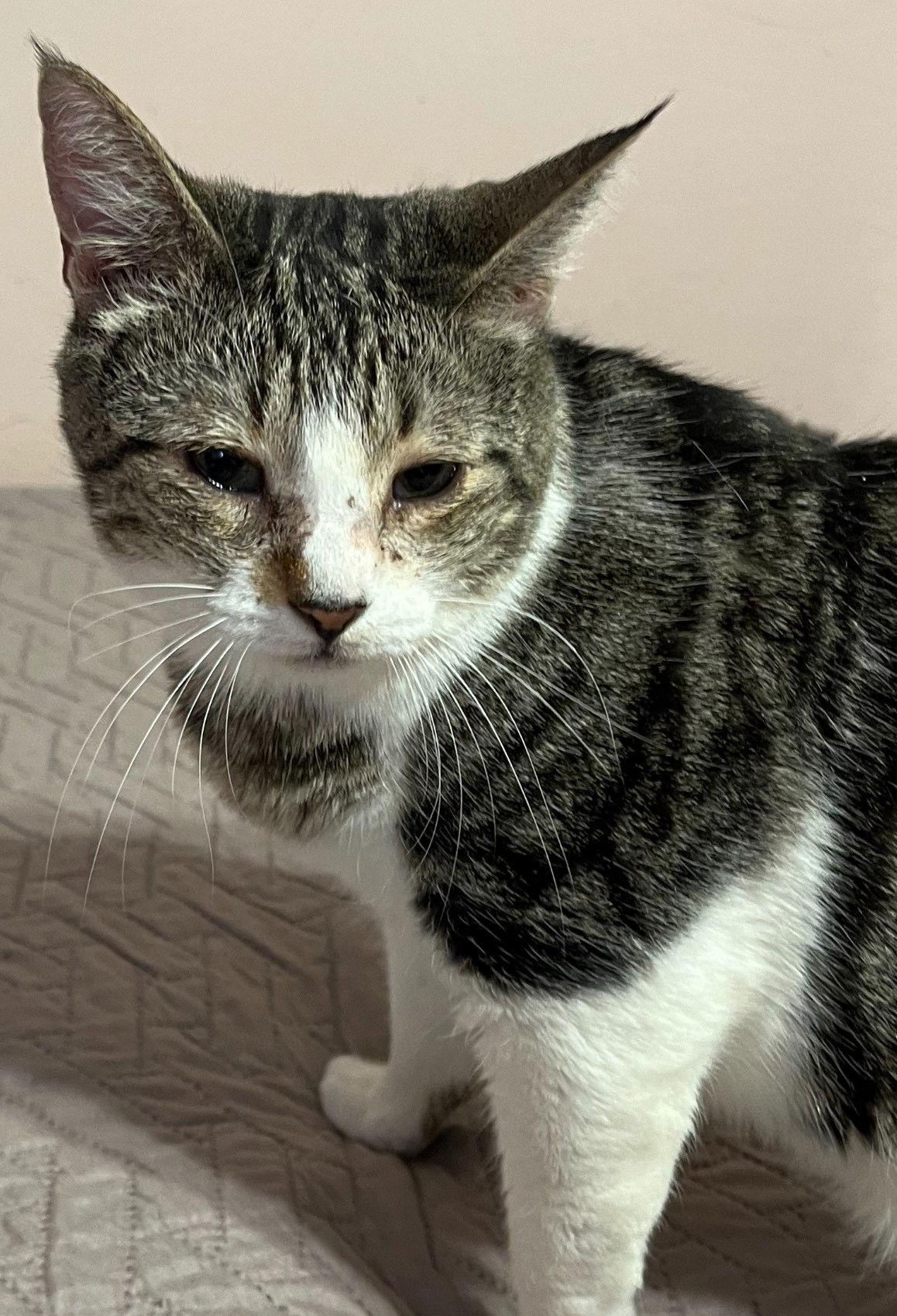 Enlarge Dolly, a Adoptable Domestic Short Hair in Phoenix, AZ image 2/3