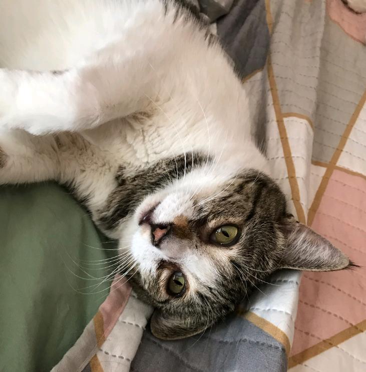 Enlarge Dolly, a Adoptable Domestic Short Hair in Phoenix, AZ image 3/3