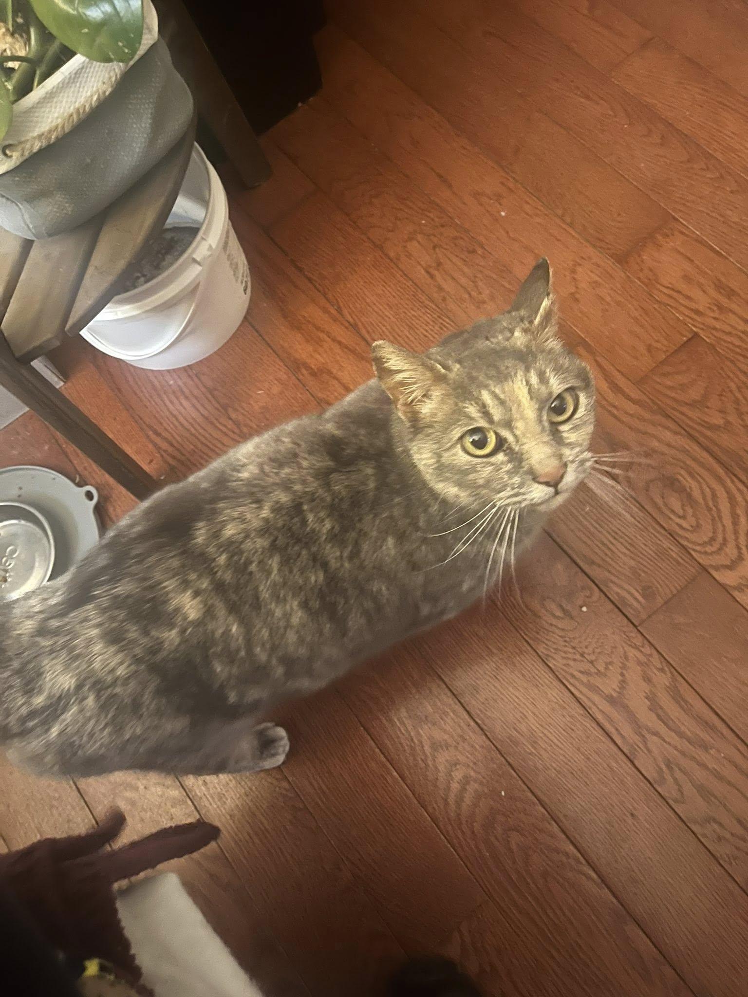 Enlarge Sugar, an adopted Domestic Short Hair in Spencerville, ON image 3/6