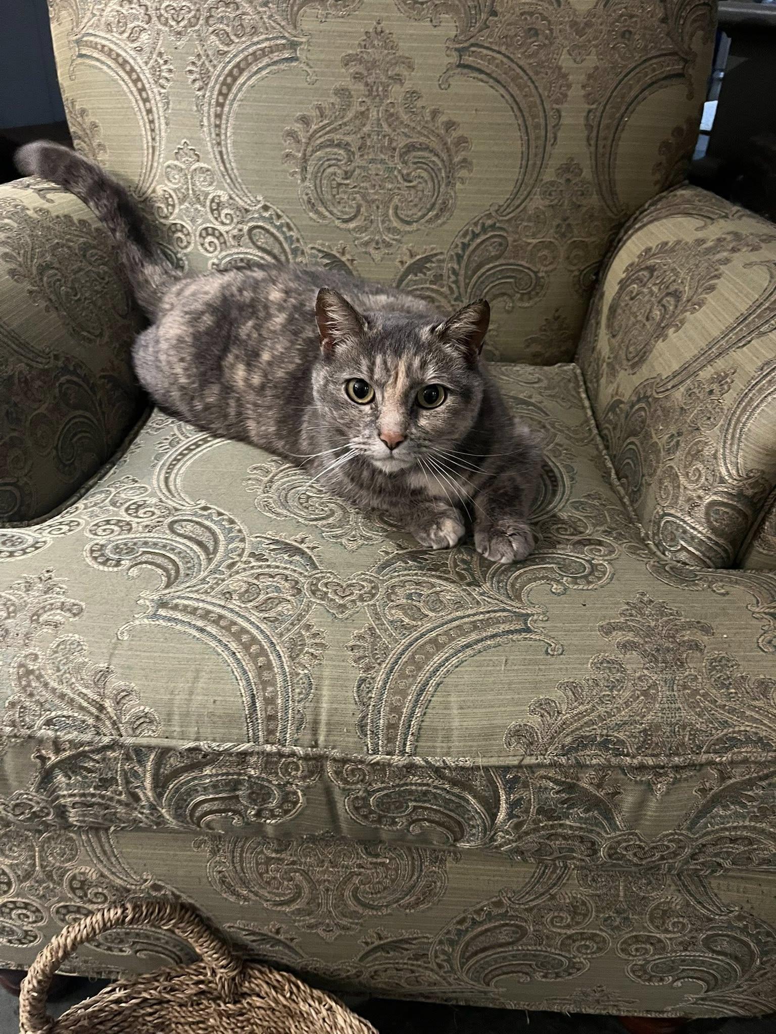 Enlarge Sugar, an adopted Domestic Short Hair in Spencerville, ON image 1/6