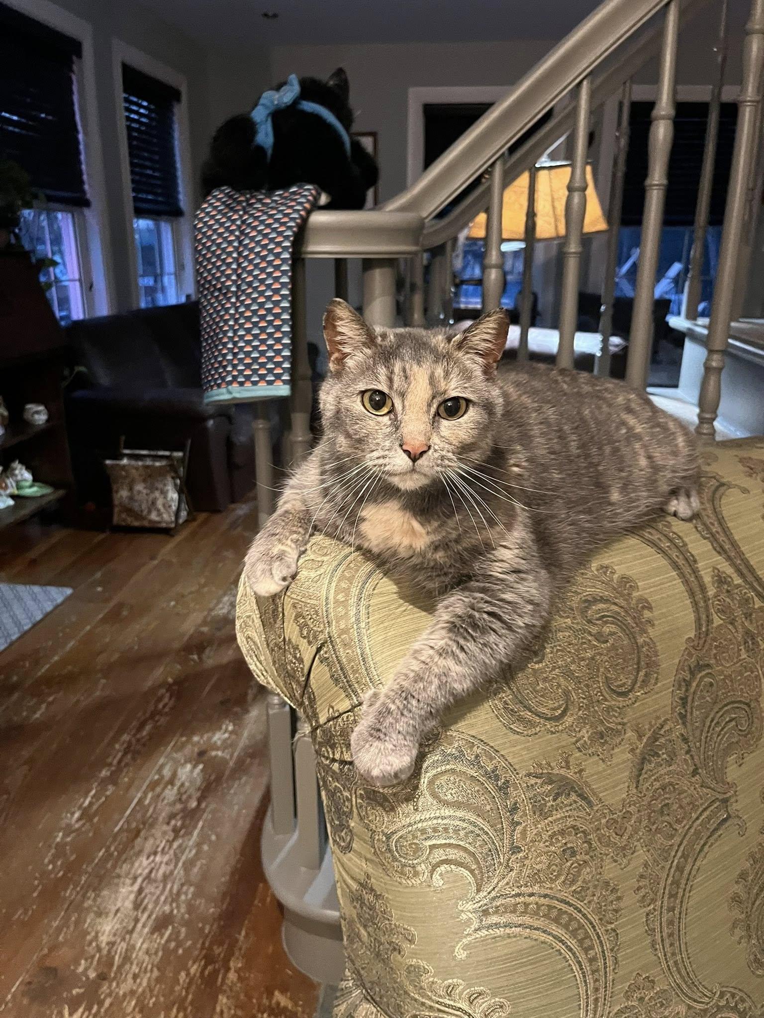 Enlarge Sugar, an adopted Domestic Short Hair in Spencerville, ON image 5/6