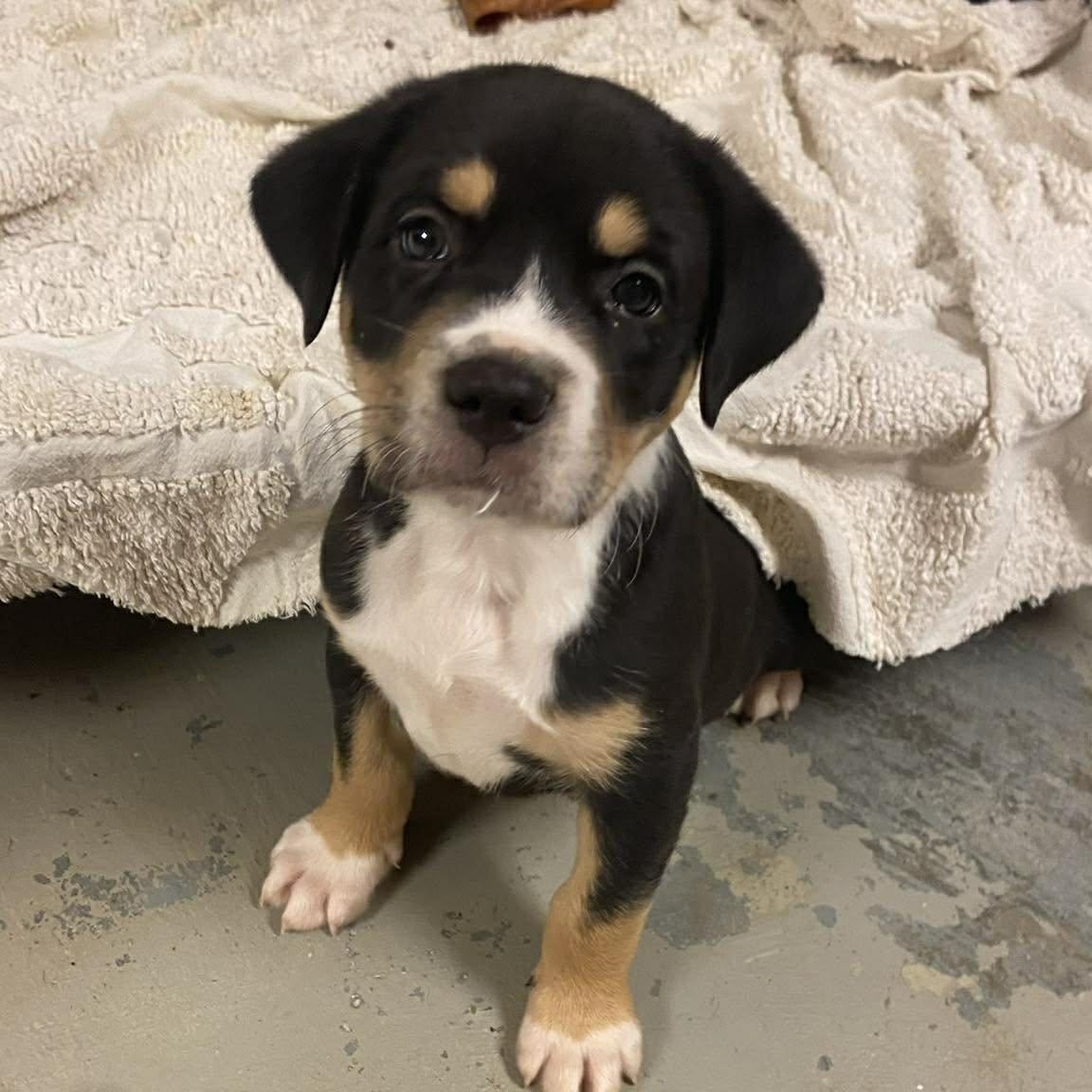 Huck, an adopted mixed breed in Simsbury, CT image 2/5