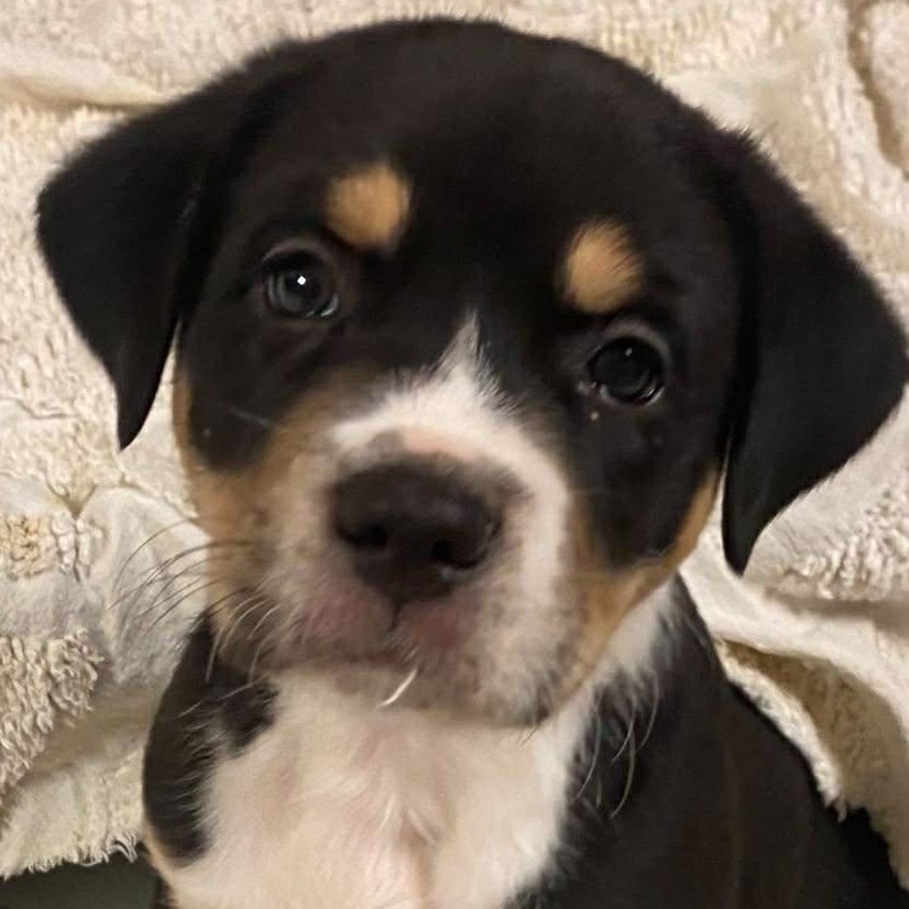Huck, adopted, Puppy Male Greater Swiss Mountain Dog & Labrador Retriever.