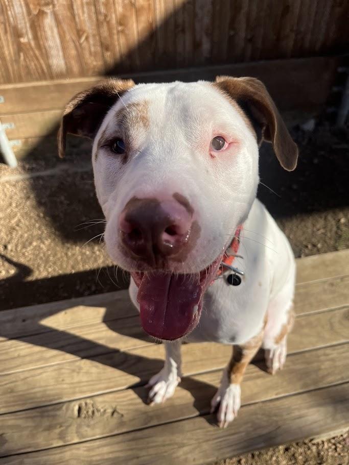 Enlarge Whiskey* A214210, a Adoptable mixed breed in Plano, TX image 2/5