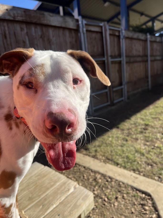 Enlarge Whiskey* A214210, a Adoptable mixed breed in Plano, TX image 3/5