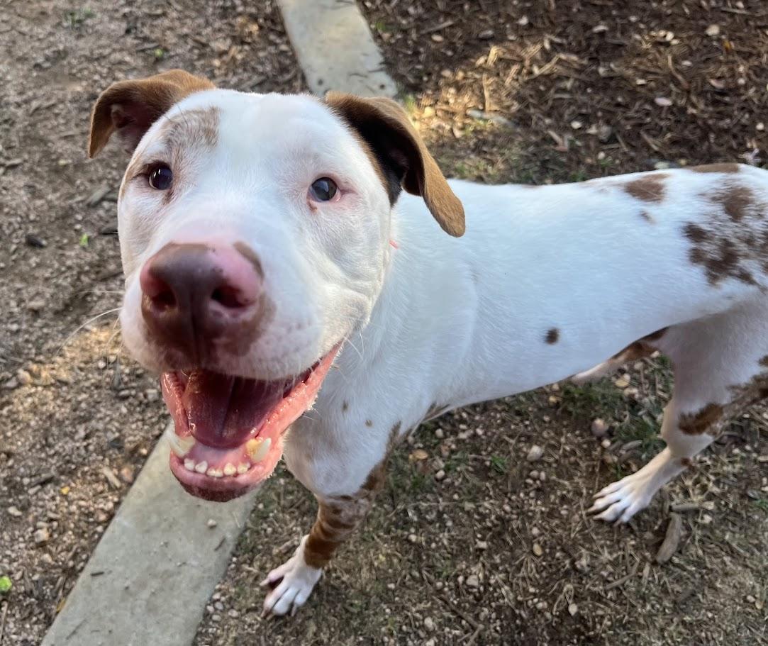 Enlarge Whiskey* A214210, a Adoptable mixed breed in Plano, TX image 1/5