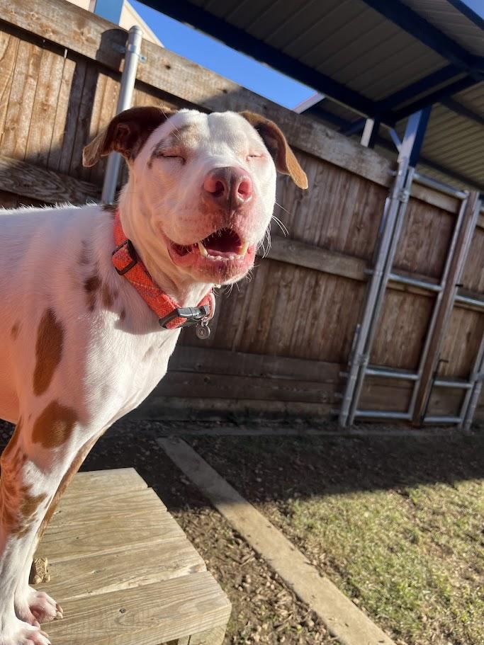 Enlarge Whiskey* A214210, a Adoptable mixed breed in Plano, TX image 4/5