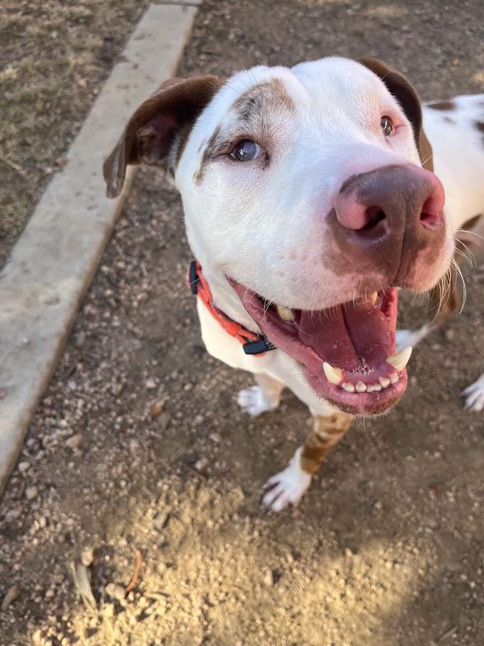 Enlarge Whiskey* A214210, a Adoptable mixed breed in Plano, TX image 5/5