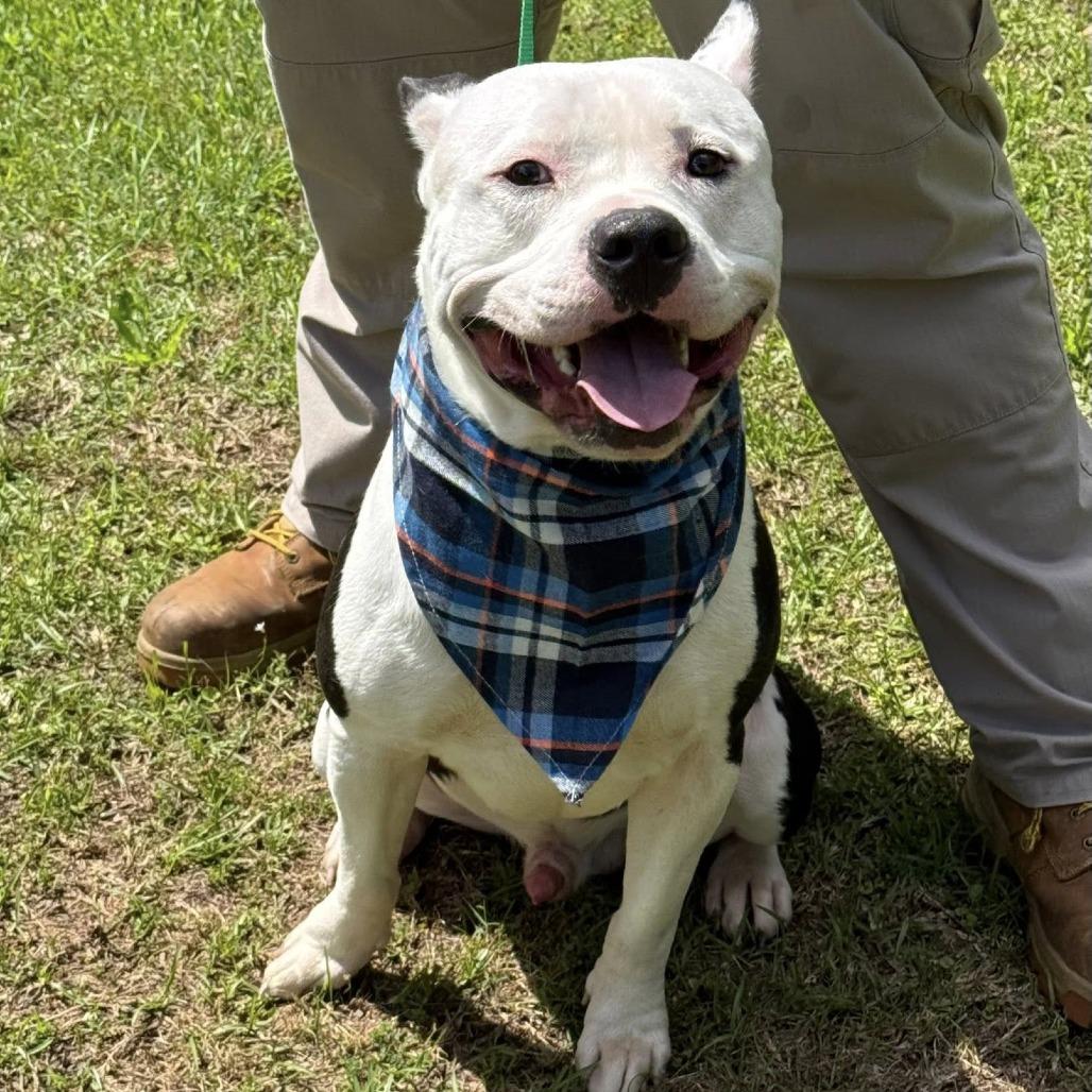 Batman, Adoptable, Adult Male American Staffordshire Terrier & American Bulldog.