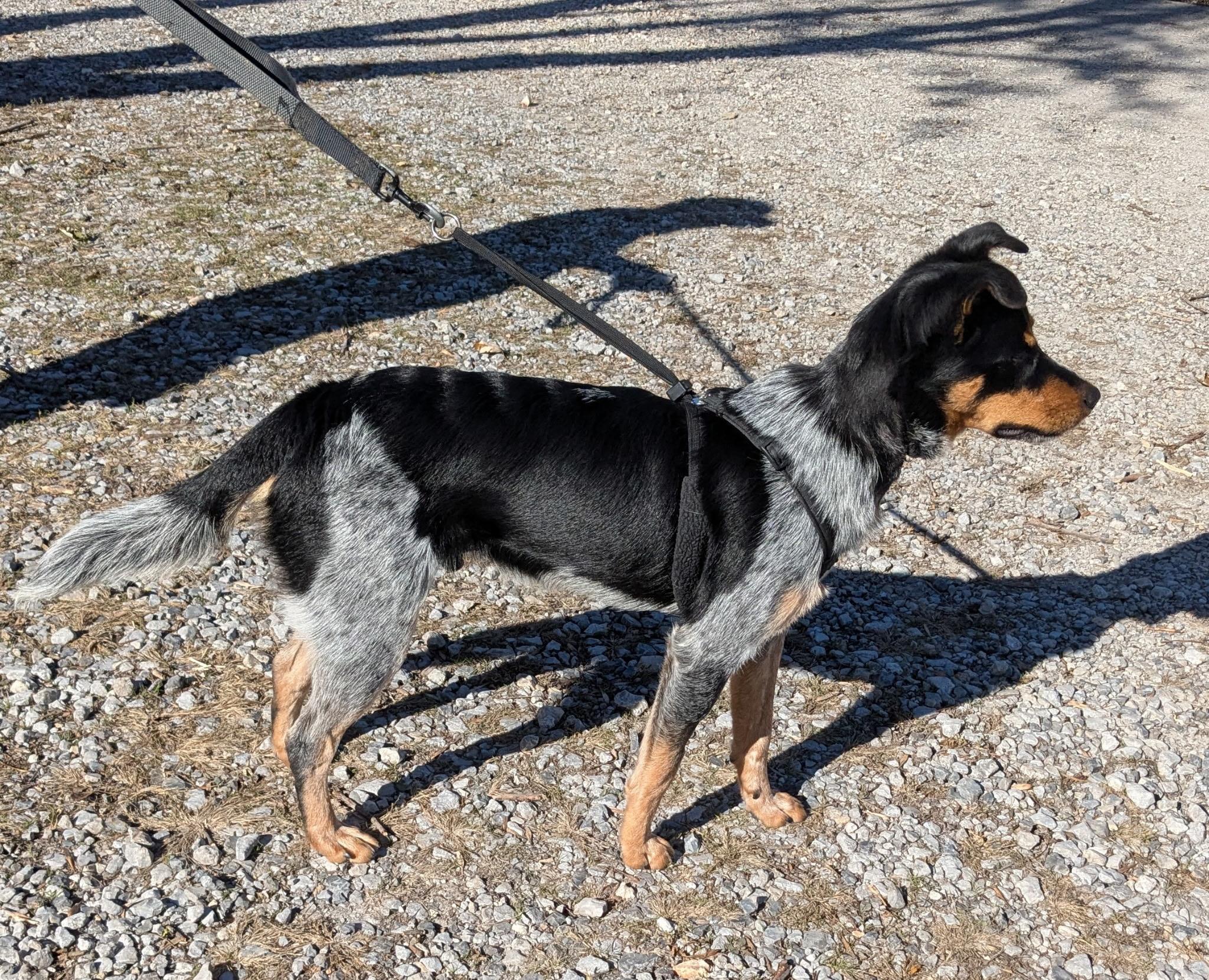 Henry, Adopted, Young Male Australian Cattle Dog / Blue Heeler.