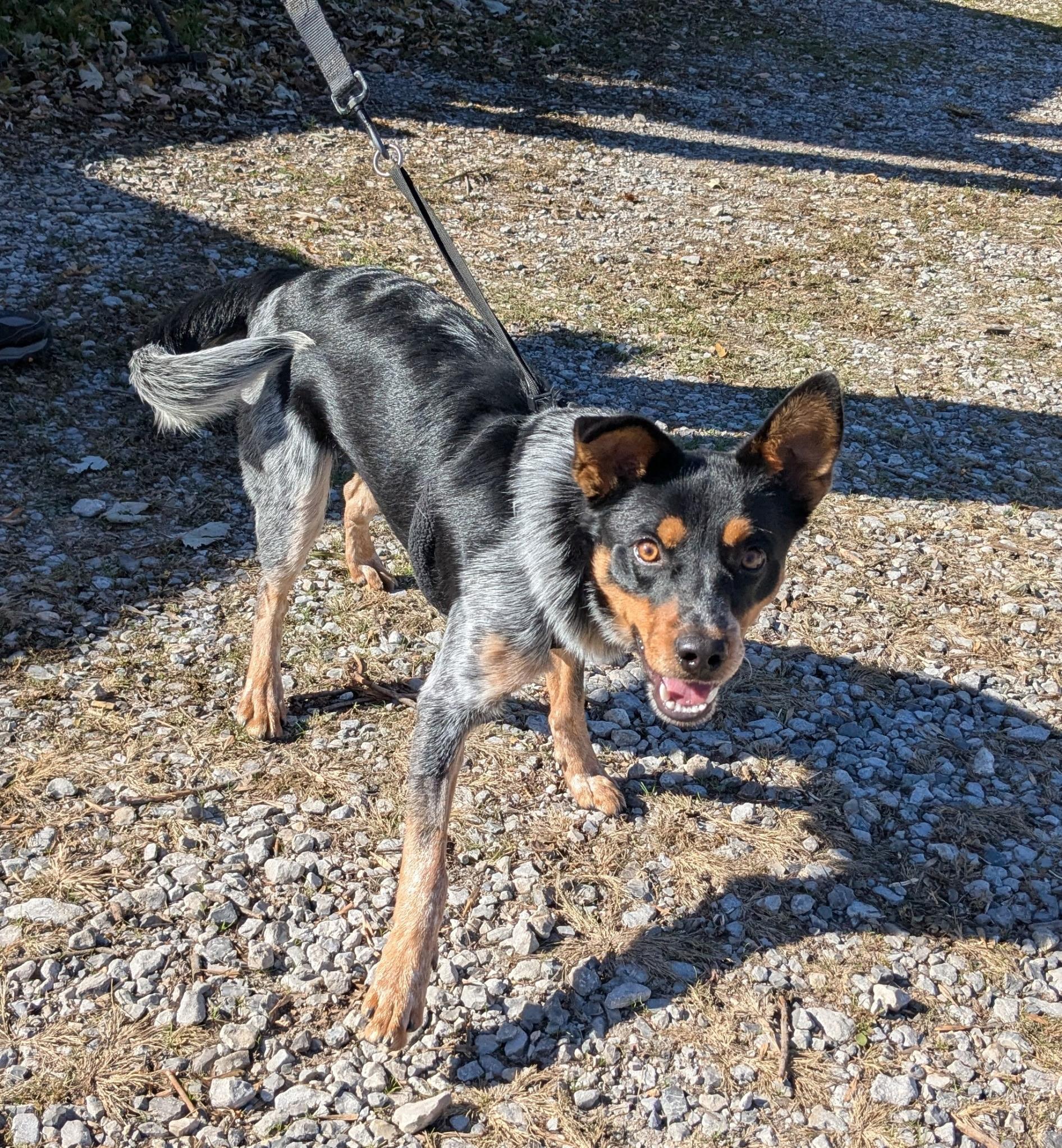 Enlarge Henry, a Adopted mixed breed in Bella Vista, AR image 2/3