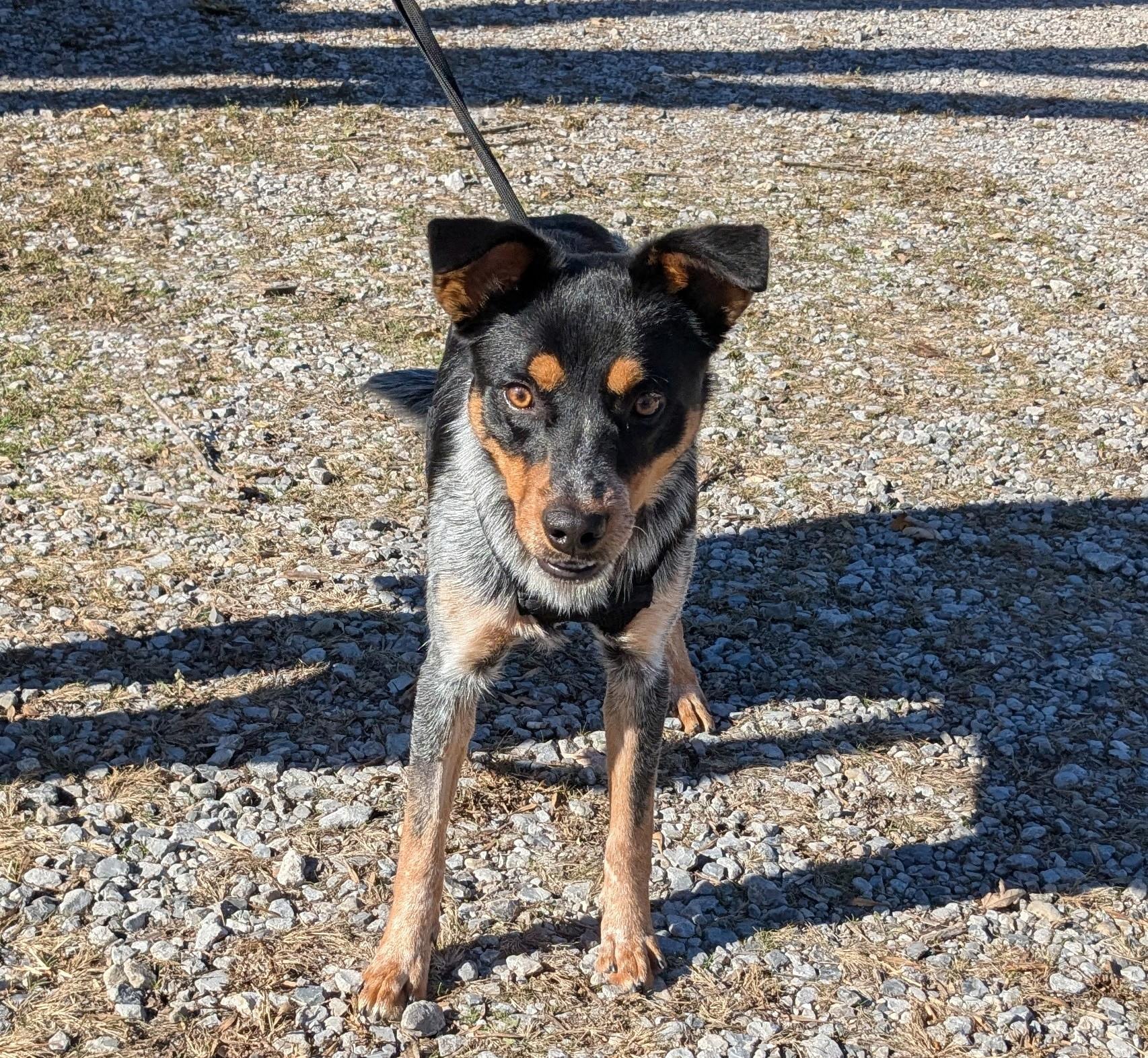 Enlarge Henry, a Adopted mixed breed in Bella Vista, AR image 3/3