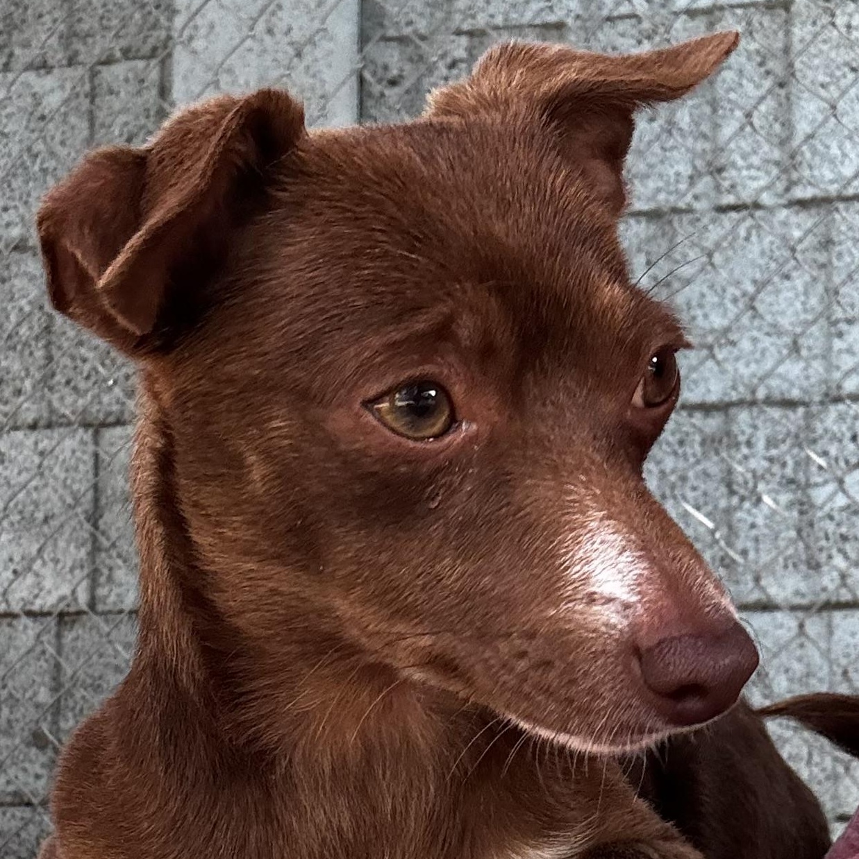 Enlarge BORDEAUX, a Adoptable mixed breed in Fresno, CA image 4/6