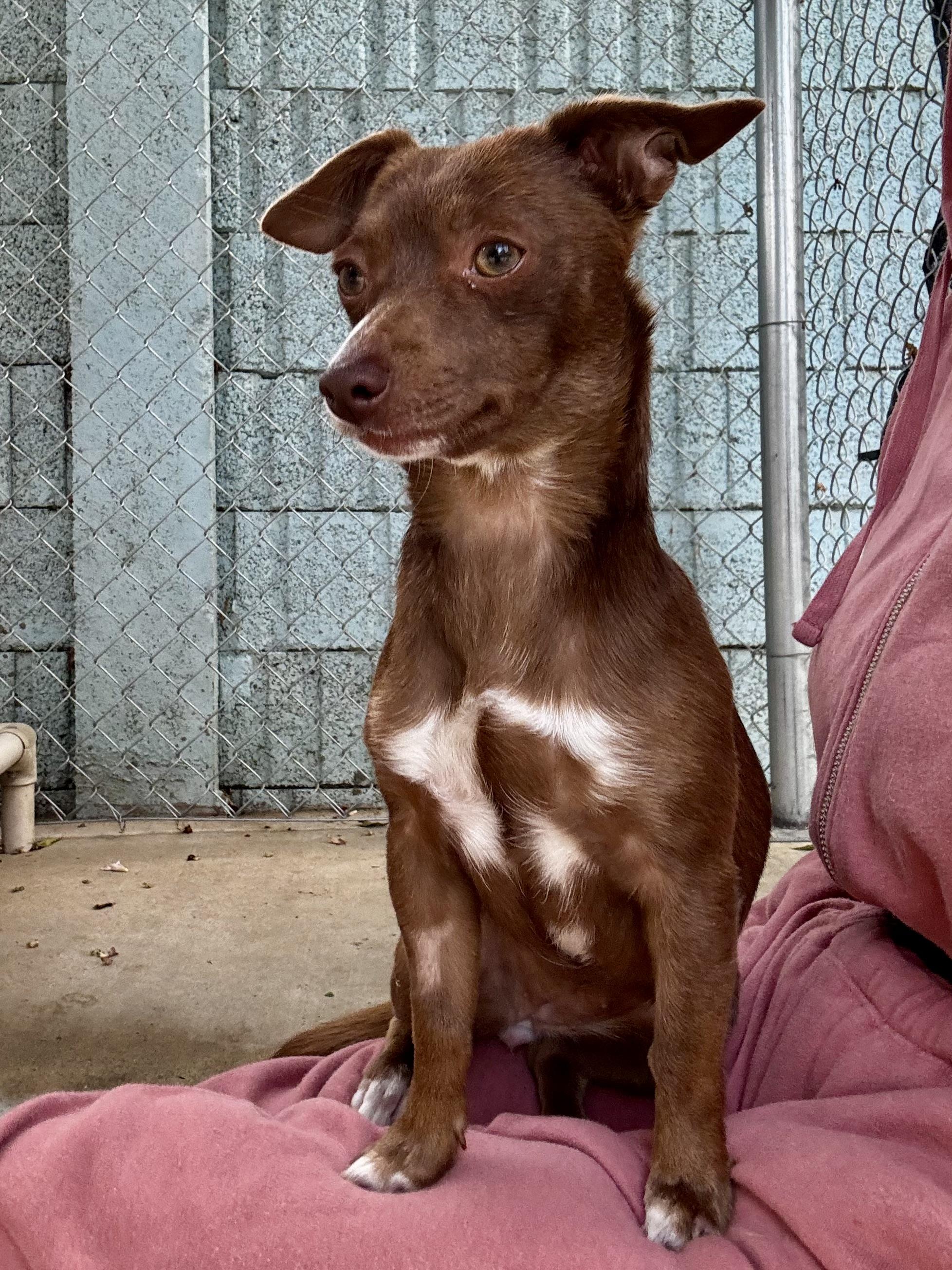 Enlarge BORDEAUX, a Adoptable mixed breed in Fresno, CA image 5/6
