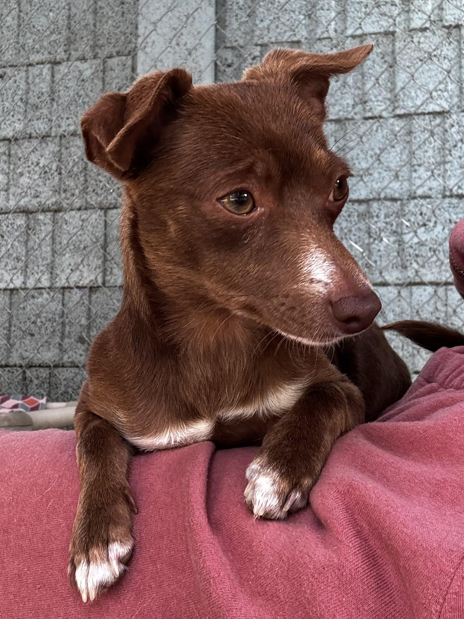 Enlarge BORDEAUX, a Adoptable mixed breed in Fresno, CA image 2/6