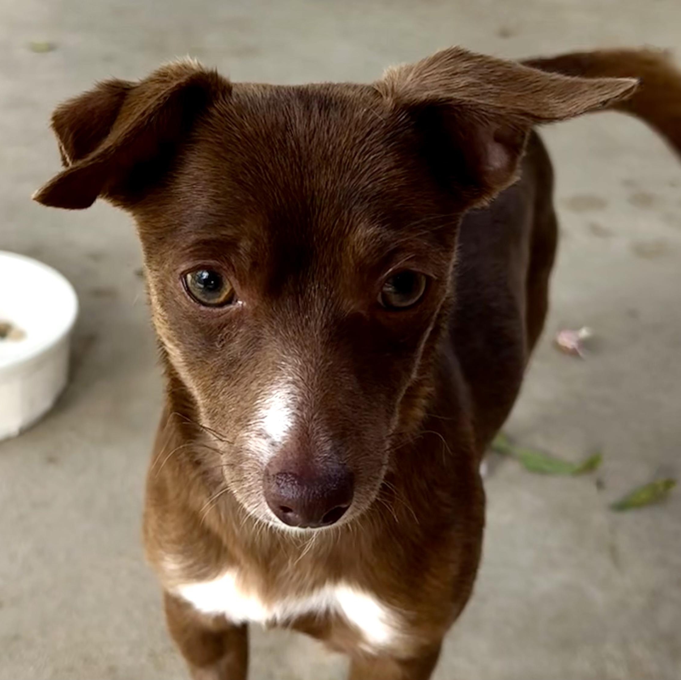 BORDEAUX, Adoptable, Adult Female Chihuahua.