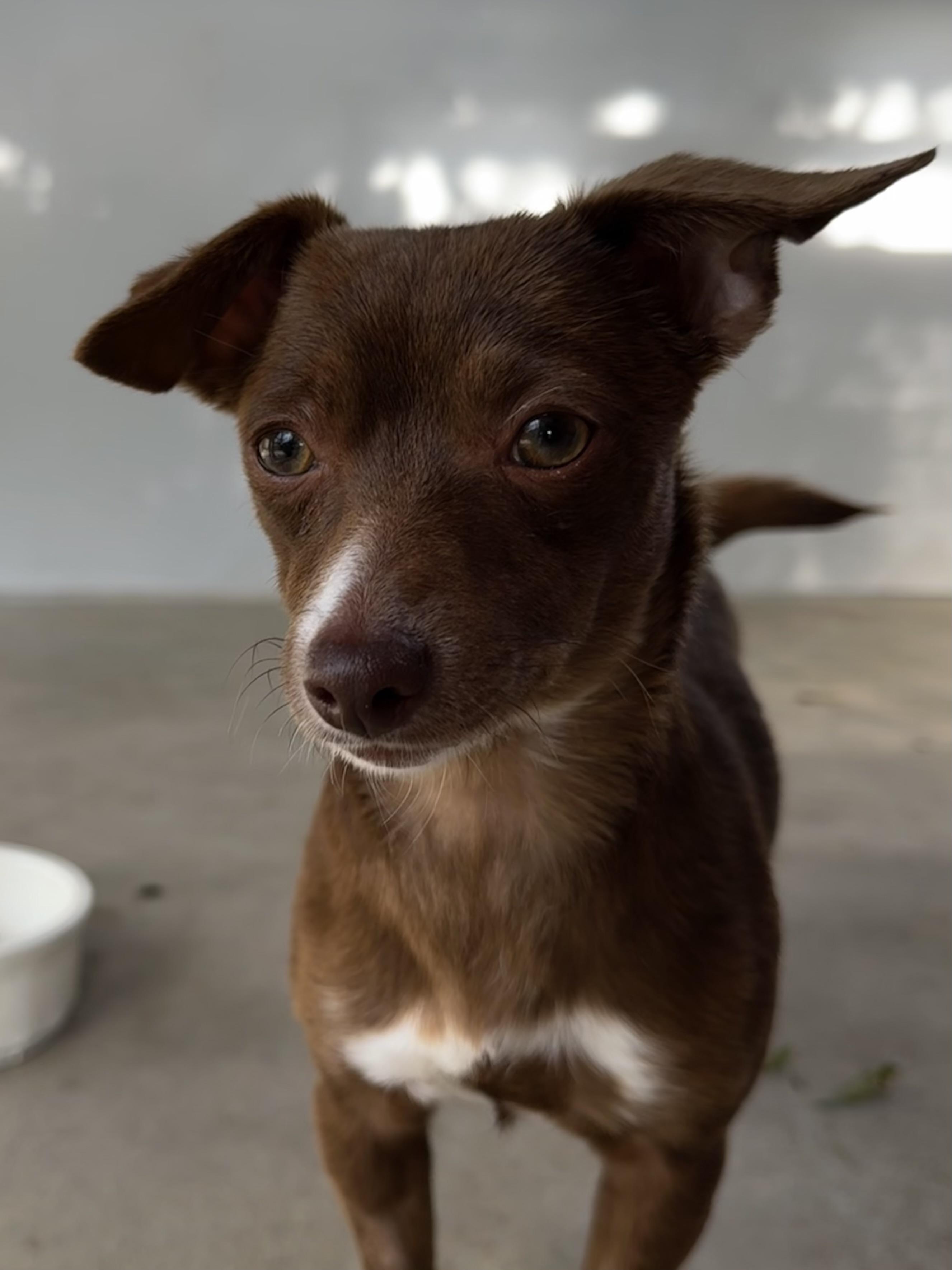 Enlarge BORDEAUX, a Adoptable mixed breed in Fresno, CA image 3/6