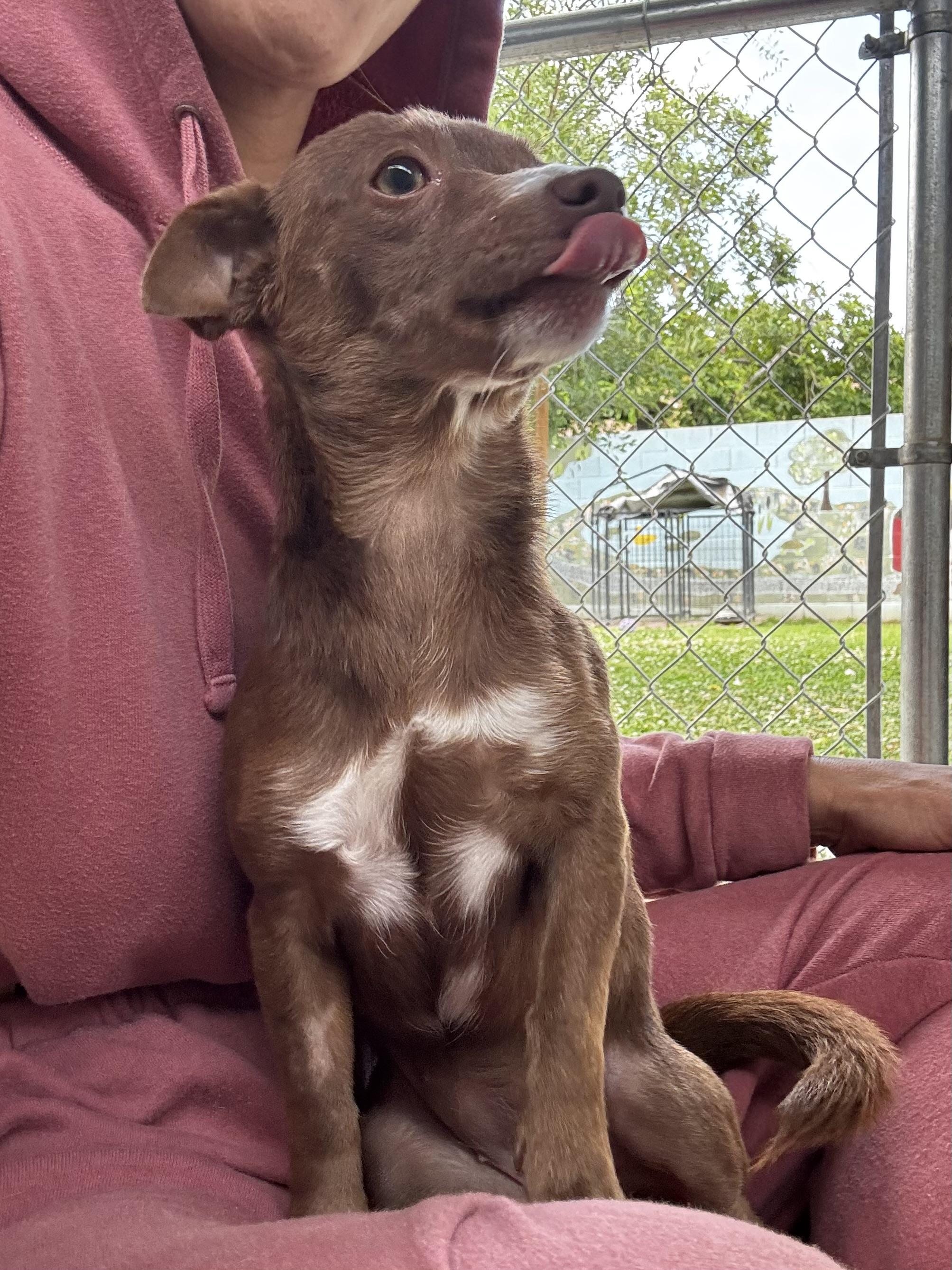 Enlarge BORDEAUX, a Adoptable mixed breed in Fresno, CA image 6/6