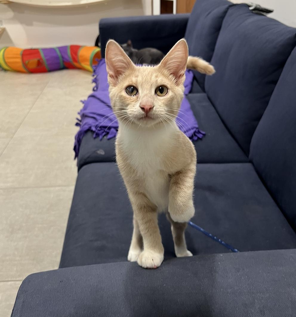 Enlarge Baby Corn and Stuffin', an adopted Domestic Short Hair in Wellesley, MA image 4/5