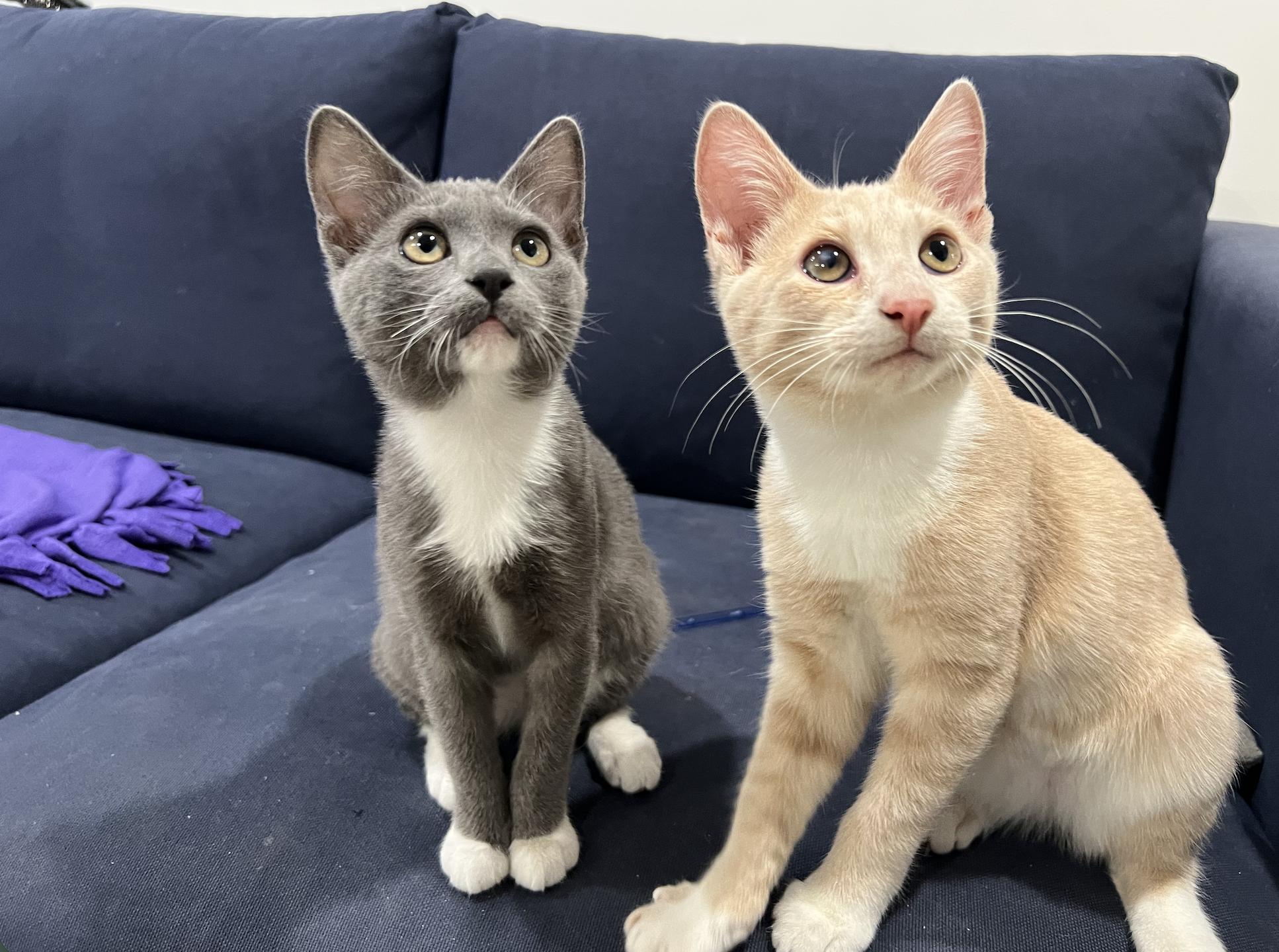 Baby Corn and Stuffin', ADOPTABLE, Kitten Female Domestic Short Hair.