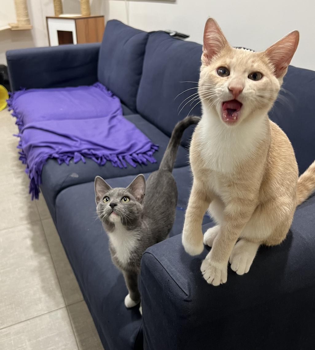 Enlarge Baby Corn and Stuffin', an adopted Domestic Short Hair in Wellesley, MA image 3/5