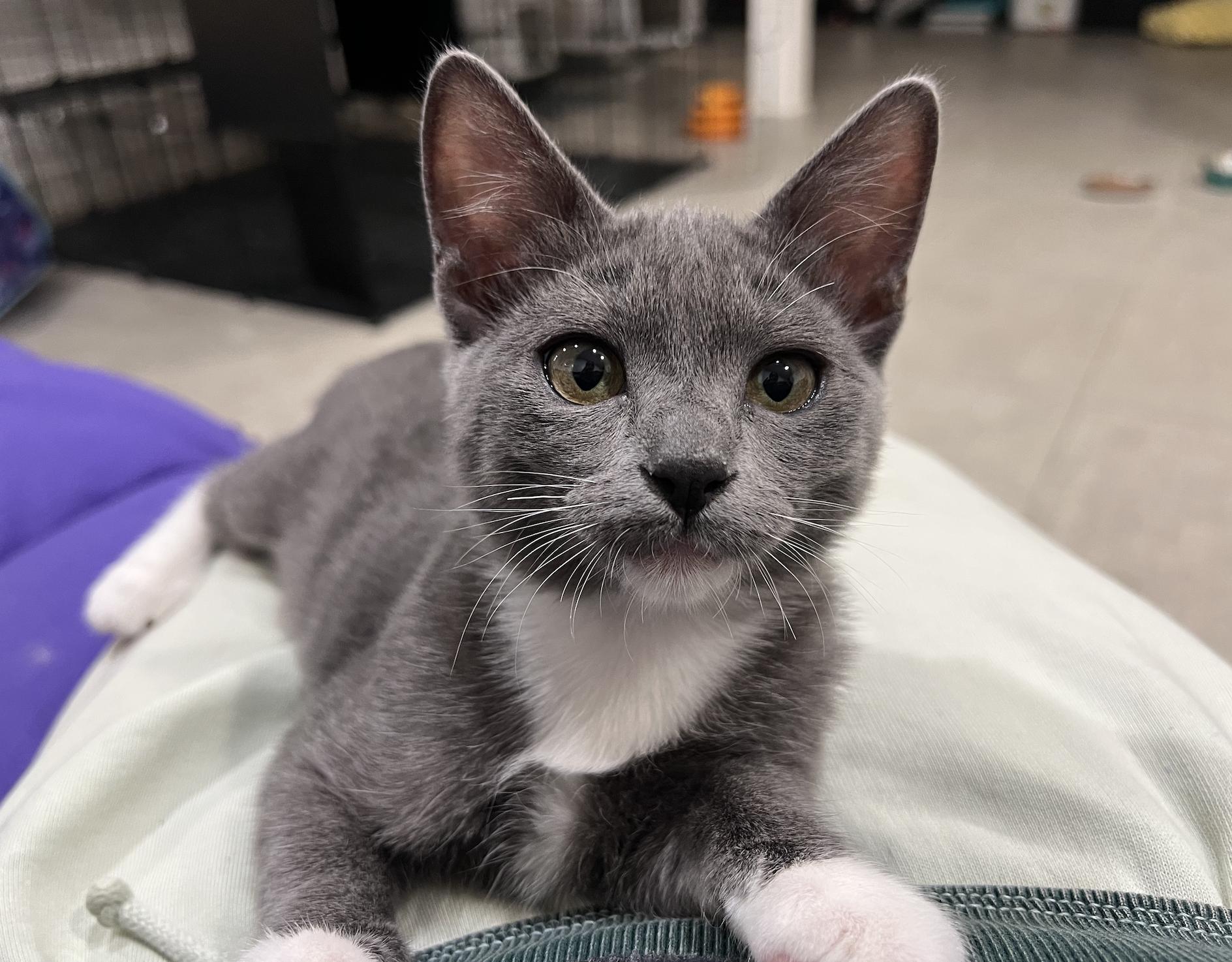 Enlarge Baby Corn and Stuffin', an adopted Domestic Short Hair in Wellesley, MA image 5/5