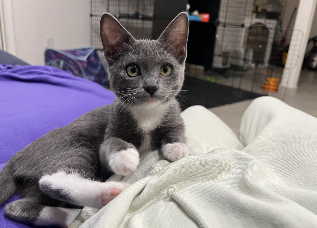 Enlarge Baby Corn and Stuffin', an adopted Domestic Short Hair in Wellesley, MA image 2/5