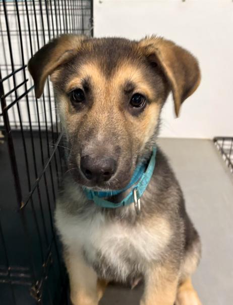 Enlarge Knox, a ADOPTABLE mixed breed in Brunswick, OH image 2/6