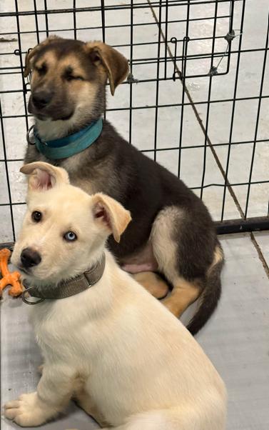 Enlarge Knox, a ADOPTABLE mixed breed in Brunswick, OH image 3/6