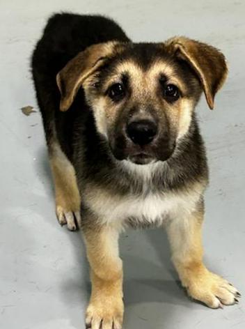 Enlarge Knox, a ADOPTABLE mixed breed in Brunswick, OH image 1/6