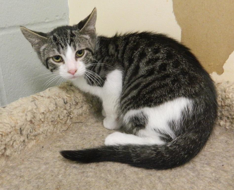 Gandalf, Adoptable, Kitten Male Domestic Short Hair.