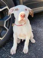 Naux FNA “Spuds”, Adoptable, Adult Male Pit Bull Terrier.
