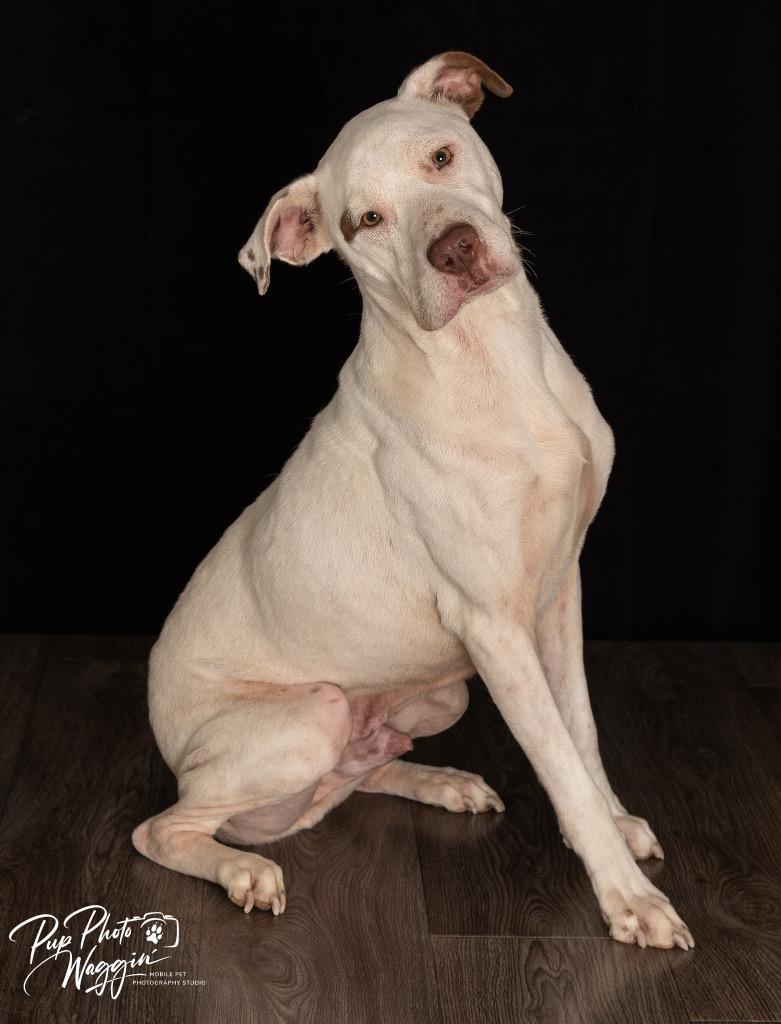 Enlarge Naux FNA “Spuds”, a Adoptable mixed breed in Claremore, OK image 2/6