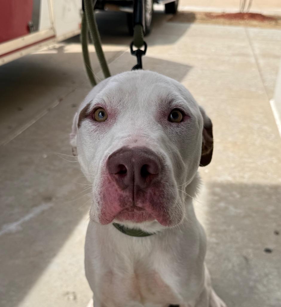 Enlarge Naux FNA “Spuds”, a Adoptable mixed breed in Claremore, OK image 3/6