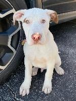 Enlarge Naux FNA “Spuds”, a Adoptable mixed breed in Claremore, OK image 4/6