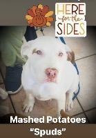 Enlarge Naux FNA “Spuds”, a Adoptable mixed breed in Claremore, OK image 5/6