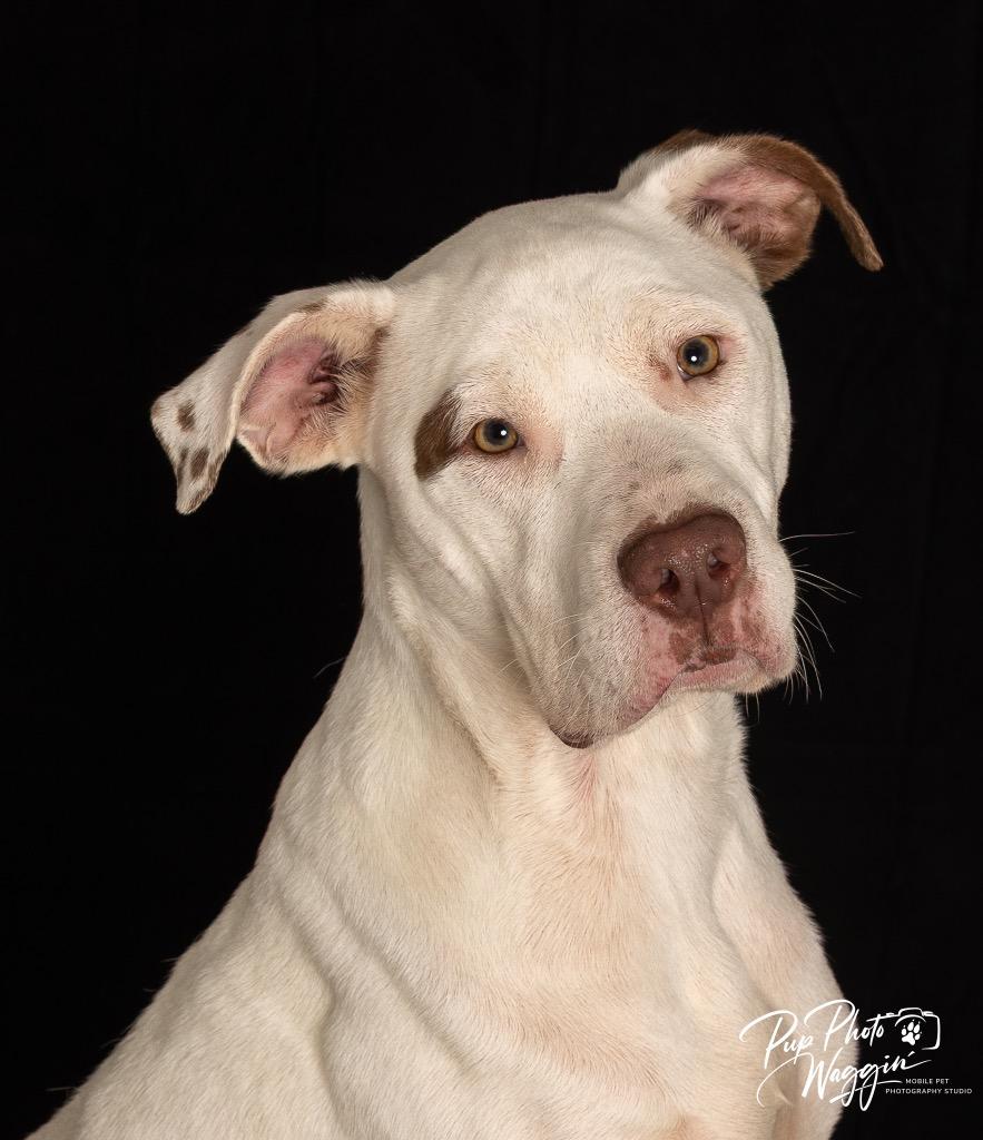 Enlarge Naux FNA “Spuds”, a Adoptable mixed breed in Claremore, OK image 6/6