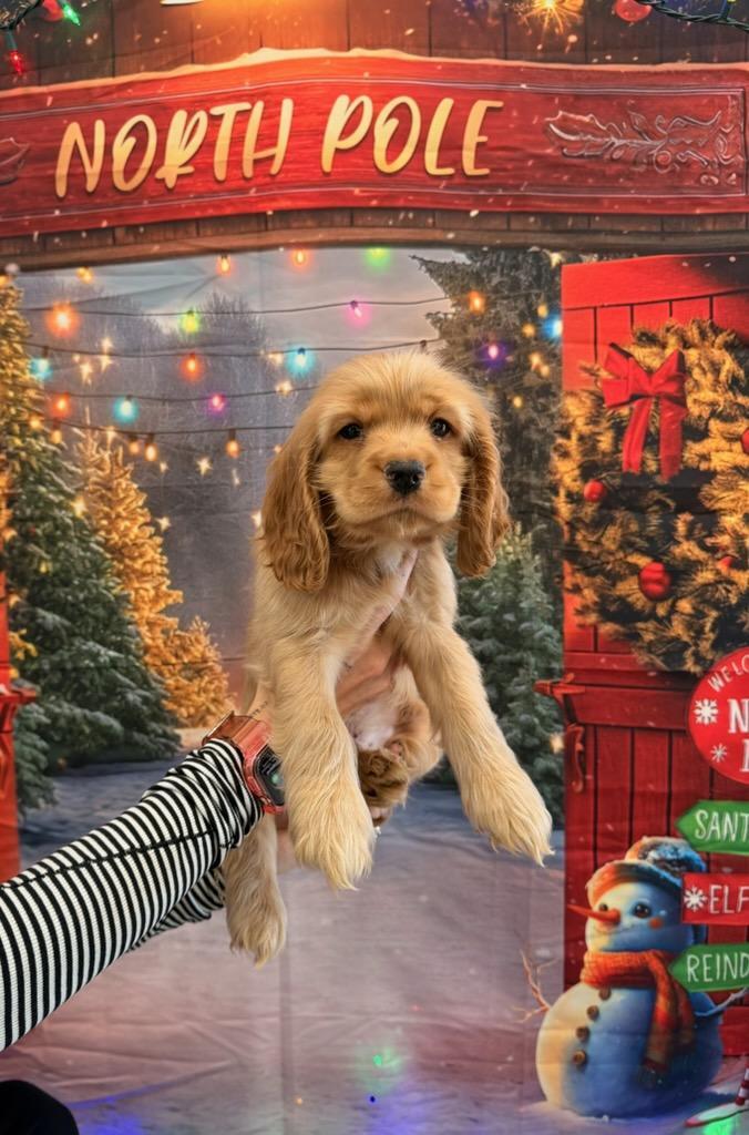 Kayce -Adopted!, adopted, Puppy Male Cocker Spaniel.