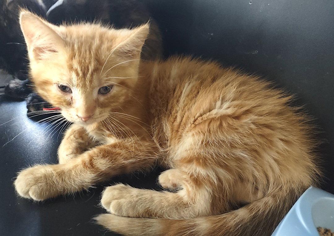 Enlarge Axel, a Adopted Domestic Short Hair in Albemarle, NC image 1/1