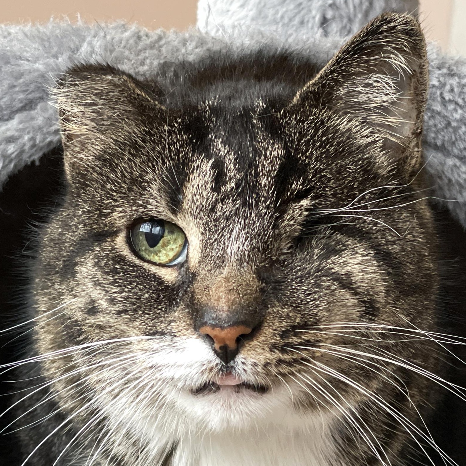 Lucy, Adoptable, Senior Female Domestic Short Hair.
