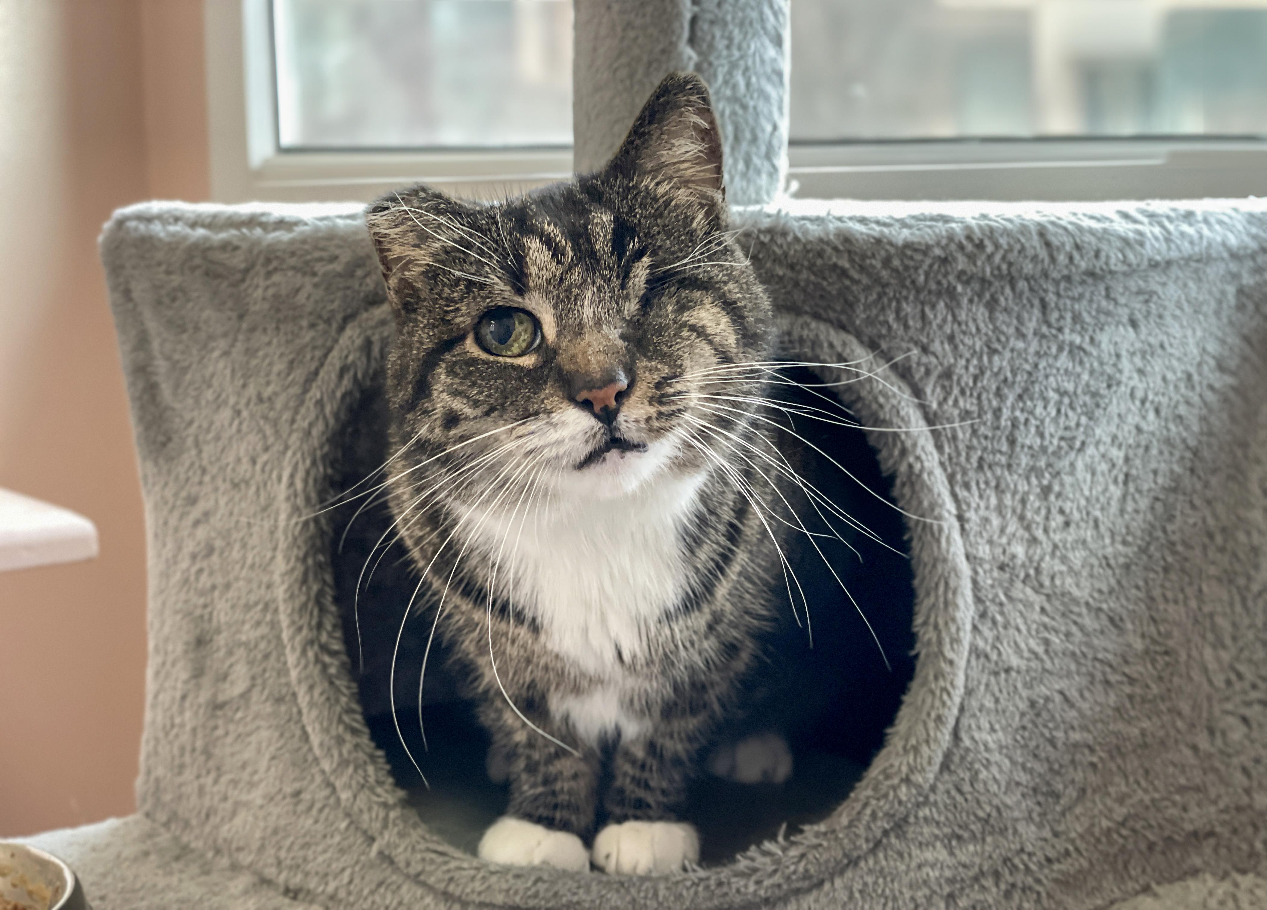 Lucy, a Adoptable Domestic Short Hair in Charles Town, WV image 2/5