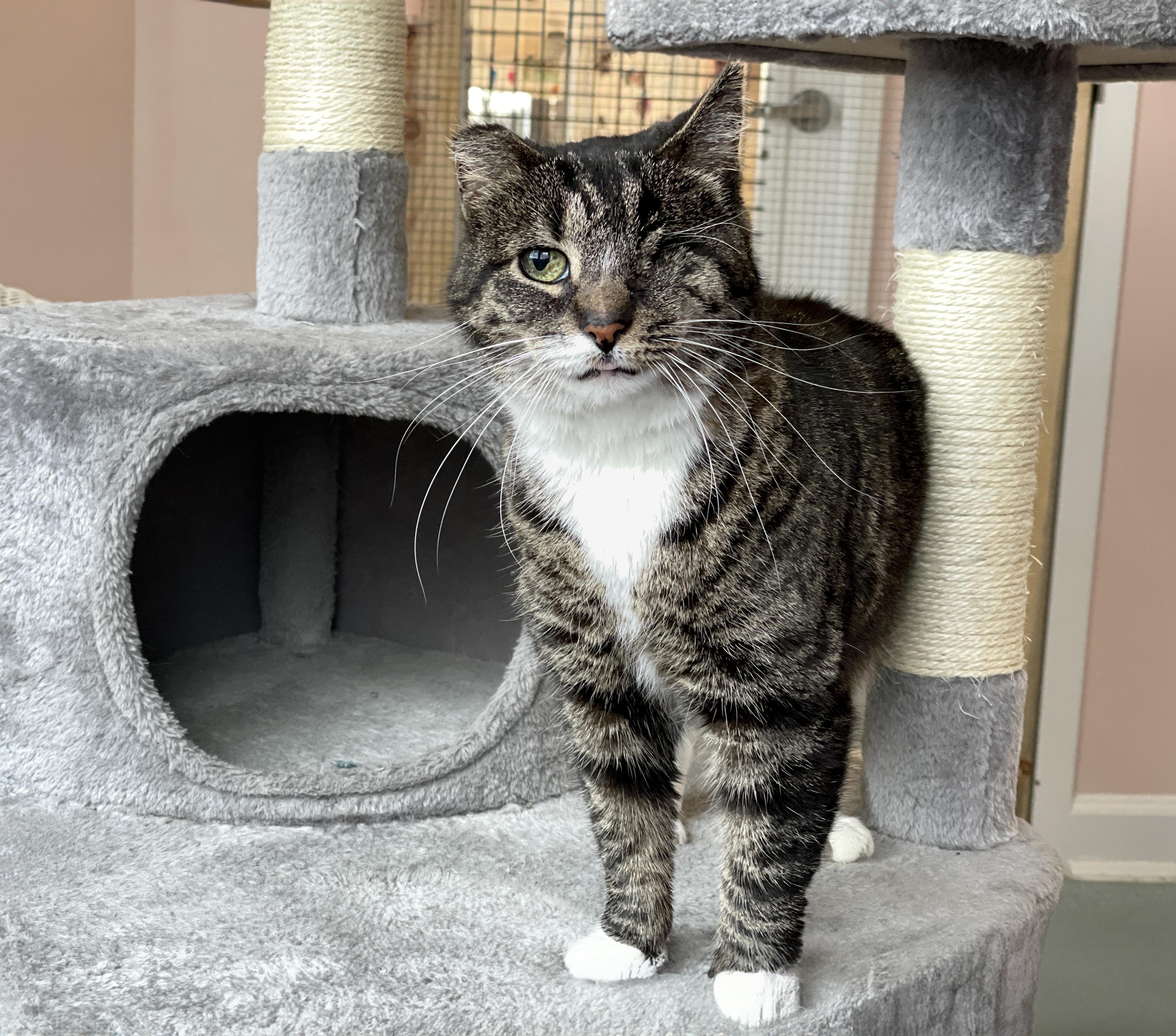 Lucy, a Adoptable Domestic Short Hair in Charles Town, WV image 4/5
