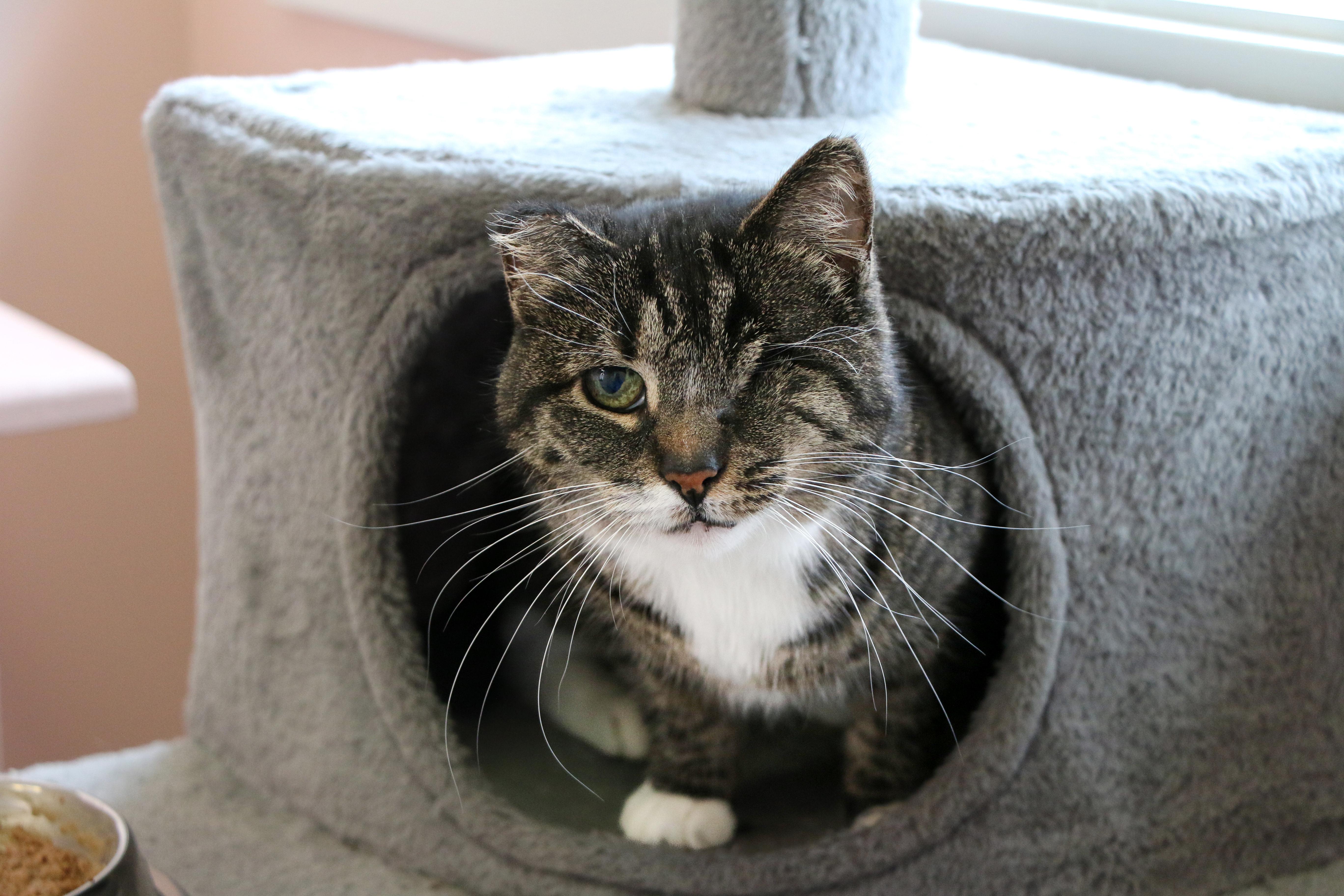 Lucy, a Adoptable Domestic Short Hair in Charles Town, WV image 3/5