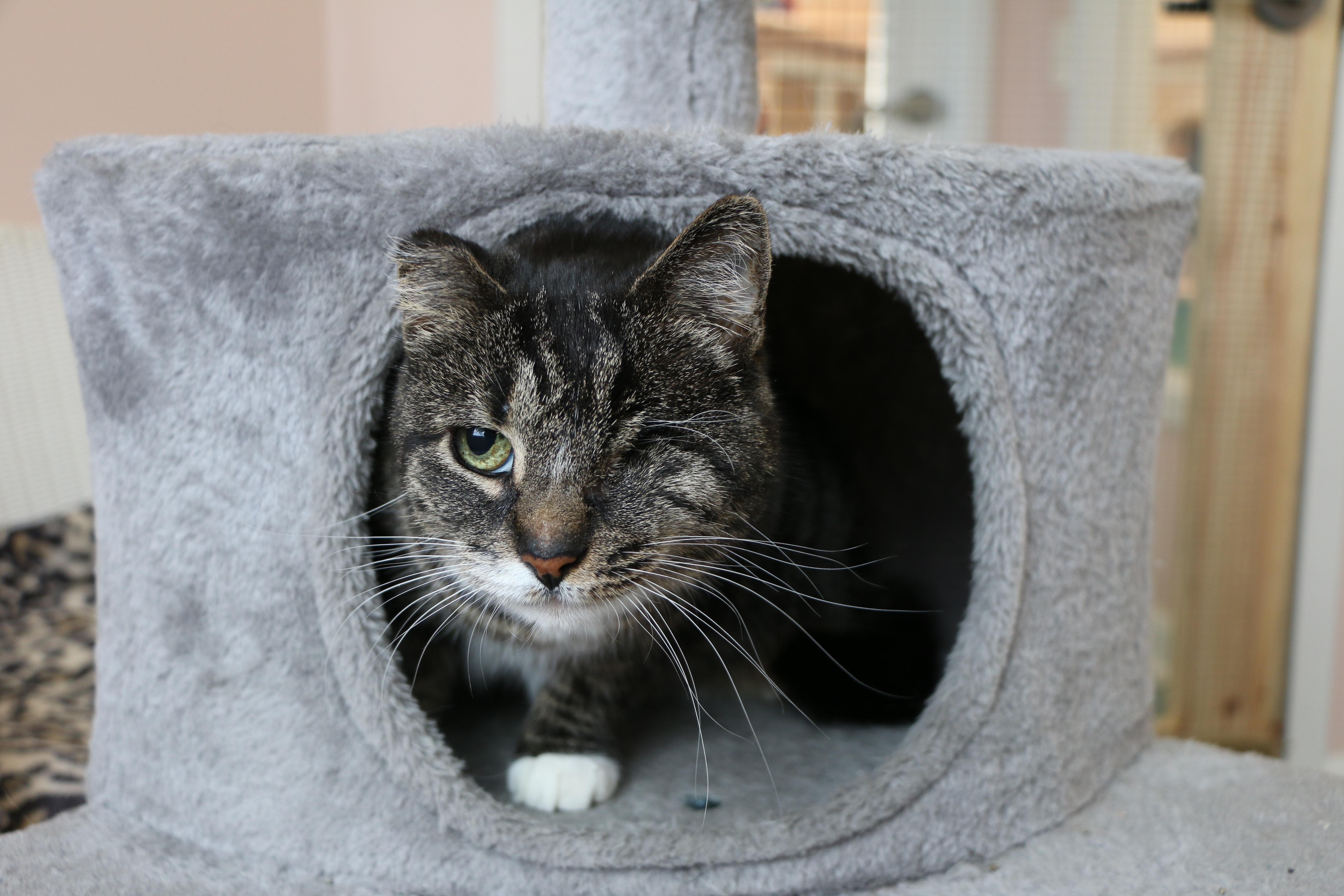 Lucy, a Adoptable Domestic Short Hair in Charles Town, WV image 5/5