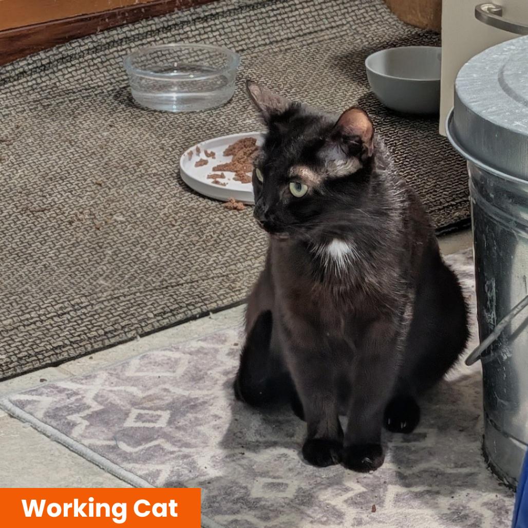 Enlarge Jenkes - Working Cat, a Adoptable Domestic Short Hair in Baltimore, MD image 1/1