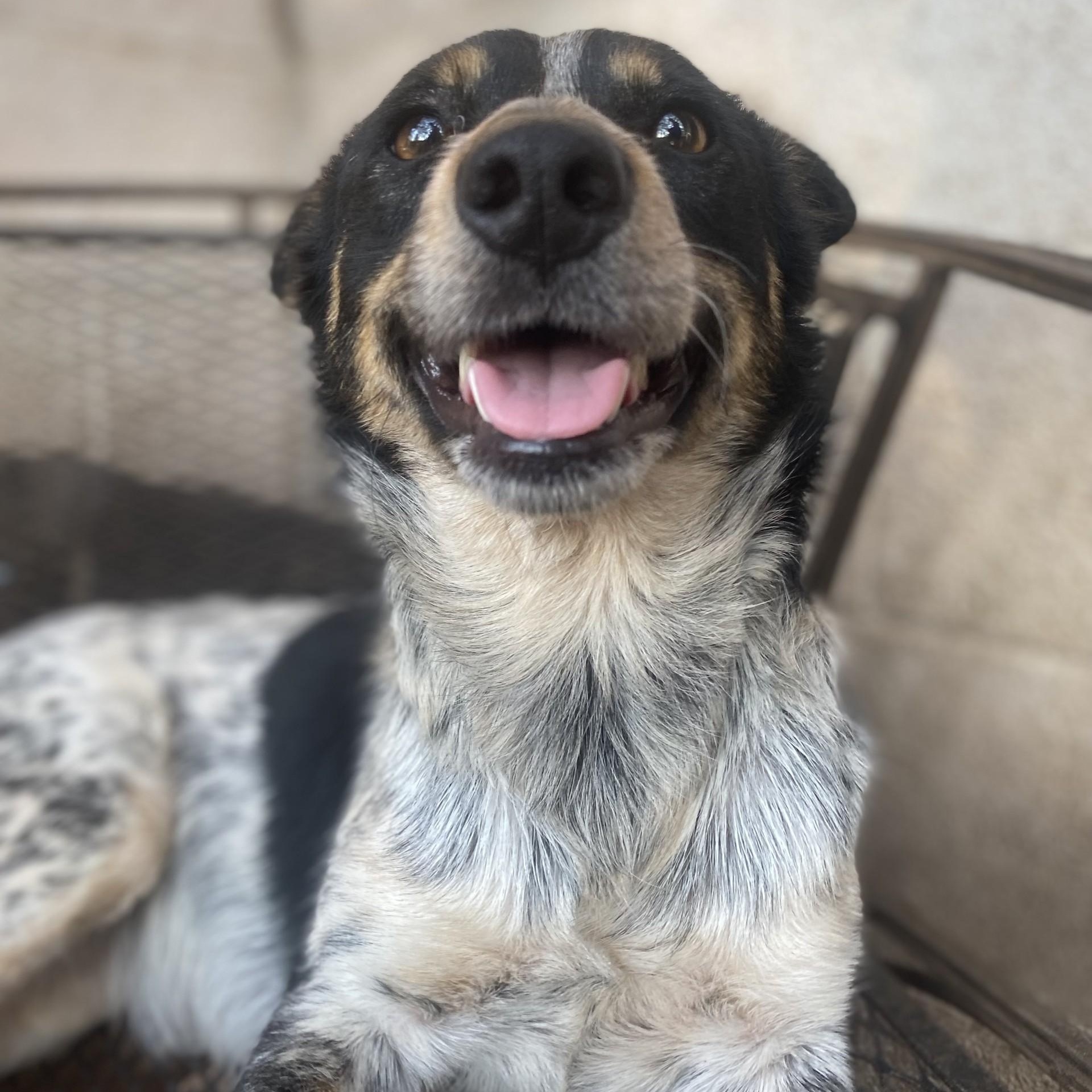 Sidekick PC, an adopted Australian Cattle Dog / Blue Heeler in Madison, WI image 3/6