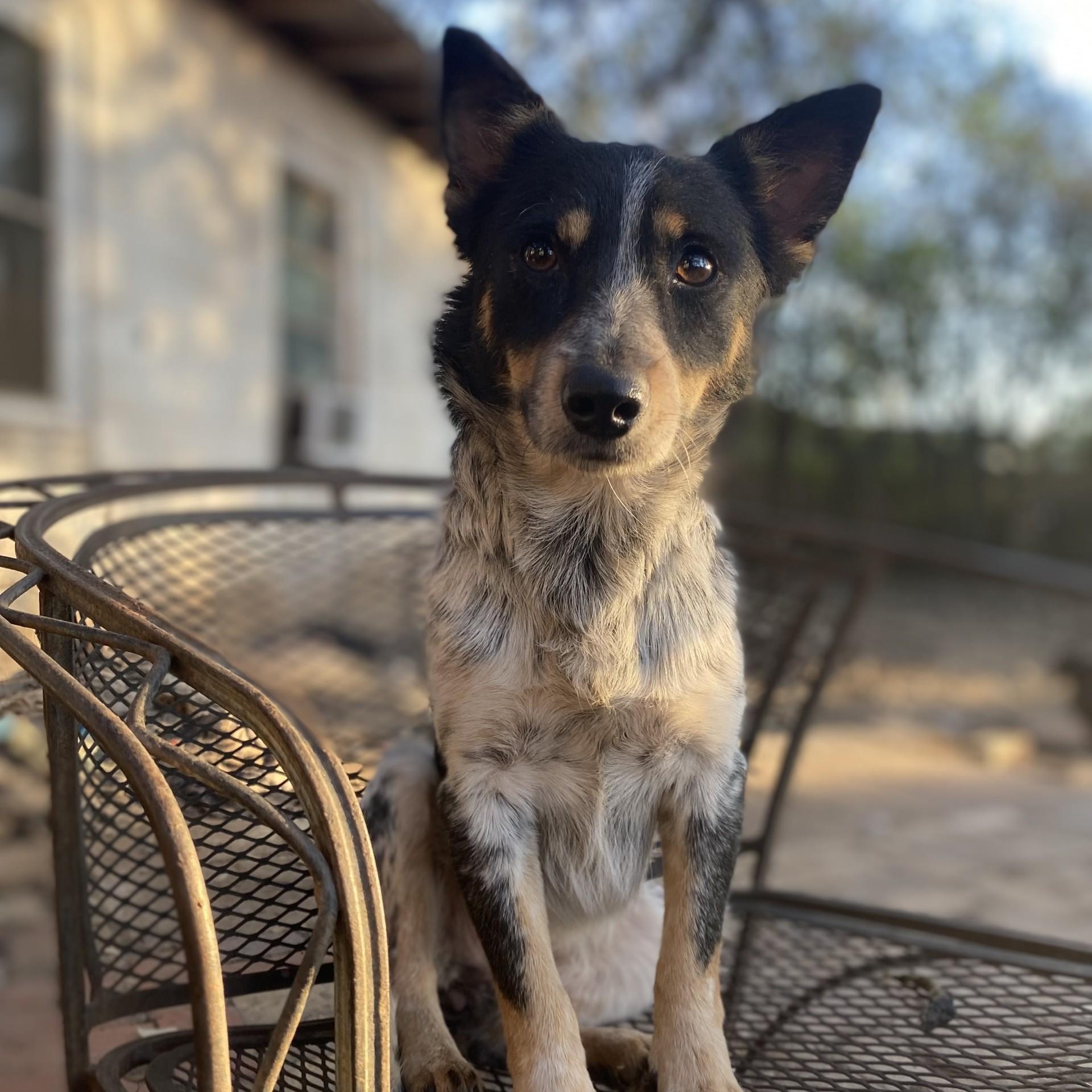 Sidekick PC, an adopted Australian Cattle Dog / Blue Heeler in Madison, WI image 6/6