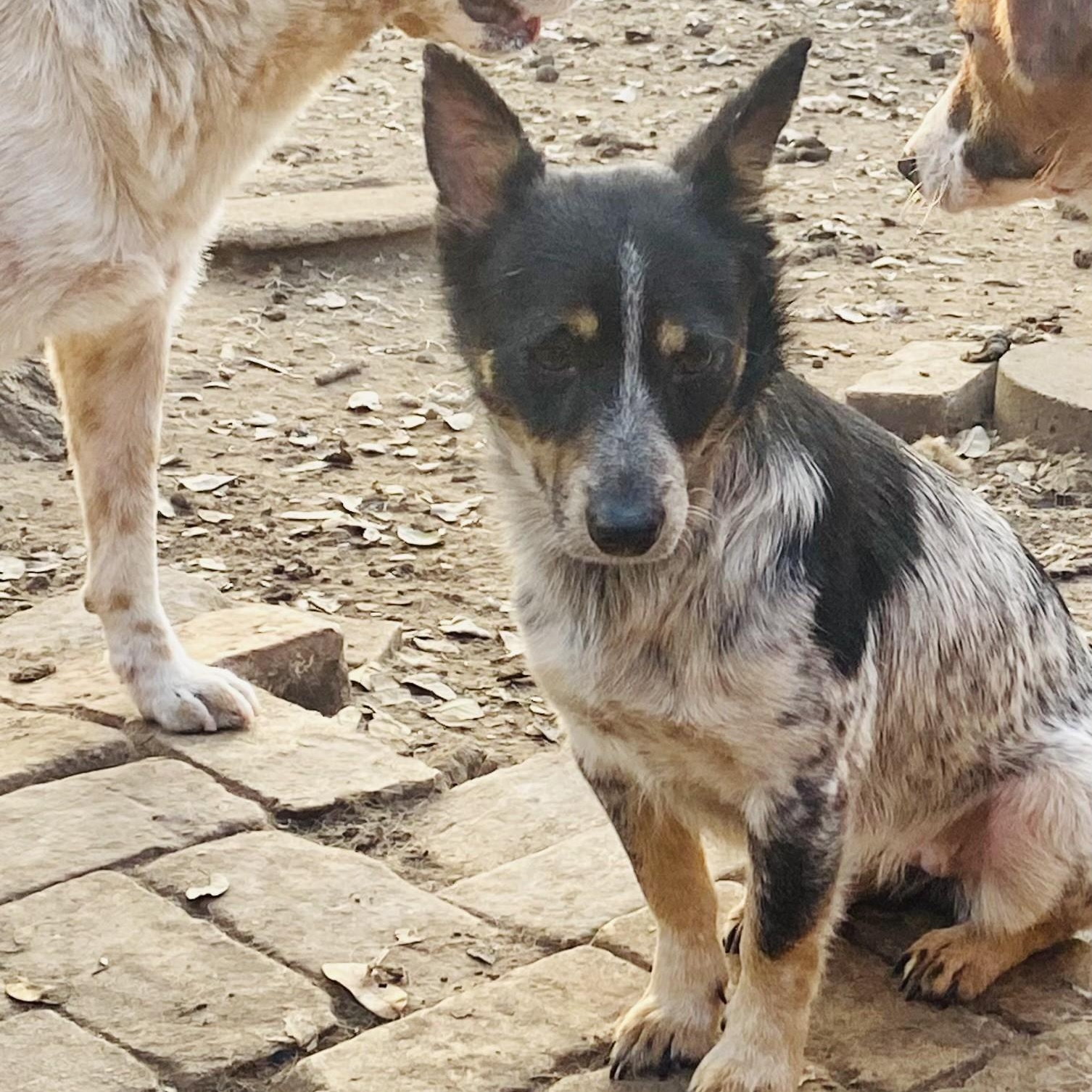 Sidekick PC, an adopted Australian Cattle Dog / Blue Heeler in Madison, WI image 2/6